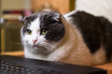 Laptop önünde oturan kedi