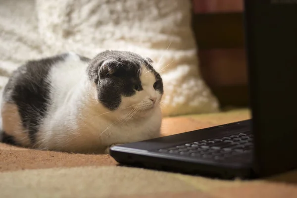 Кота, сидящего перед ноутбуком — стоковое фото