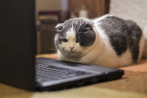 Кота, сидящего перед ноутбуком — стоковое фото