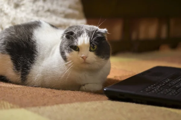 Chat assis devant un ordinateur portable — Photo