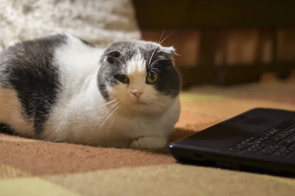 Gato sentado na frente do laptop — Fotografia de Stock