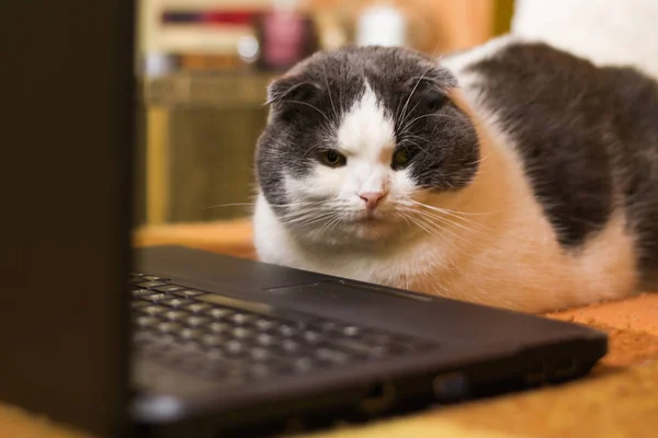 Gato sentado na frente do laptop — Fotografia de Stock