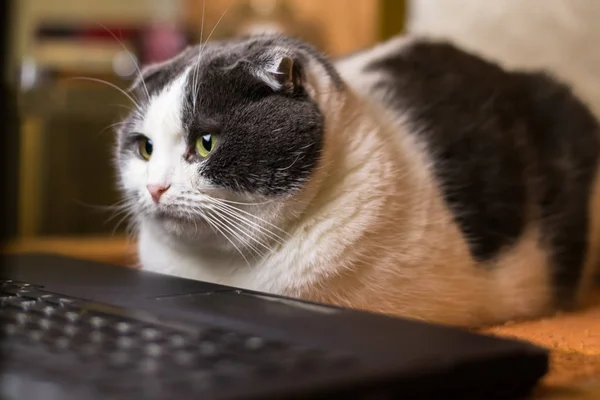 Gatto seduto davanti al computer portatile — Foto Stock