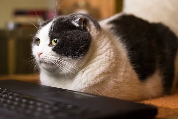Kot siedzi przed laptop — Zdjęcie stockowe
