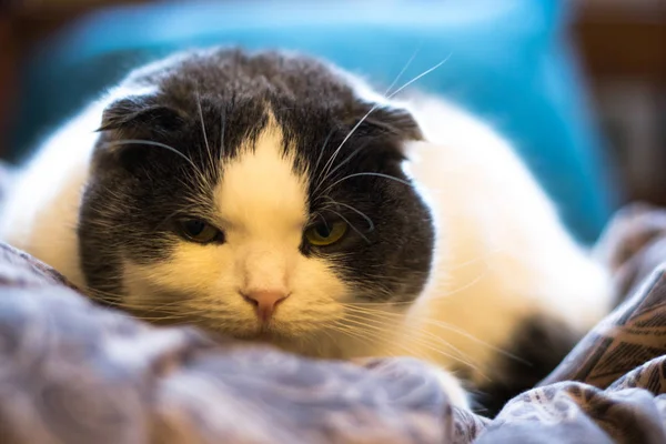 Serieux chat à oreilles nues couché dans le lit — Photo