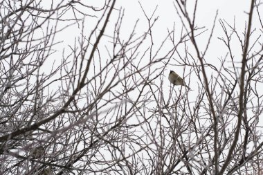 Komik serçeler sürüsü kış ağaç üzerinde
