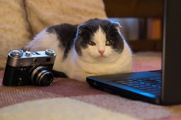 Kočka Sedí Přední Části Notebooku Vedle Fotoaparátu — Stock fotografie
