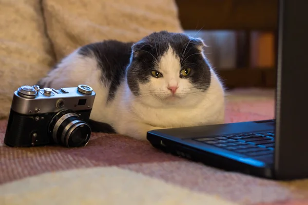 Kot Siedzi Przed Laptopa Obok Kamery — Zdjęcie stockowe