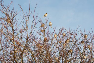 Komik serçeler sürüsü kış ağaç üzerinde