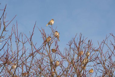 Komik serçeler sürüsü kış ağaç üzerinde