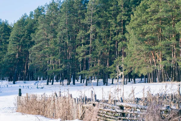冬季村庄附近美丽的松树林 — 图库照片