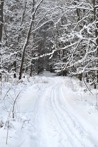 在雪的森林中的道路的照片 — 图库照片