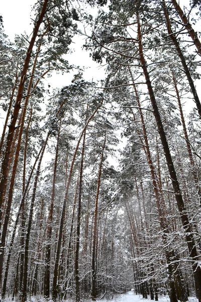在雪的森林中的道路的照片 — 图库照片