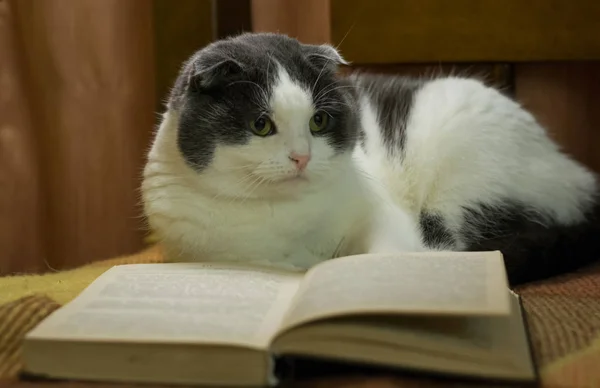 Γάτα Διαβάσετε Ένα Βιβλίο Στο Κρεβάτι — Φωτογραφία Αρχείου