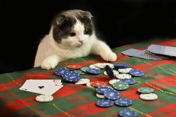 Σοβαρή Λίπος Πτερύγιο Eared Γάτα Που Παίζει Συγκεντρωτικά Πόκερ — Φωτογραφία Αρχείου