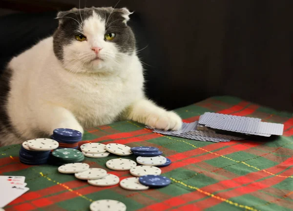 Grasso Gatto Dalle Orecchie Lembo Serio Concentrato Giocare Poker — Foto Stock