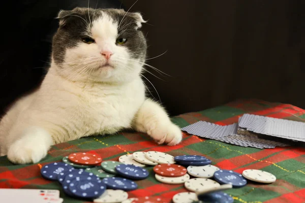 Portrait of a Funny Cat in a Police Hat and Tie Stock Photo - Image of  constable, kitten: 178698814