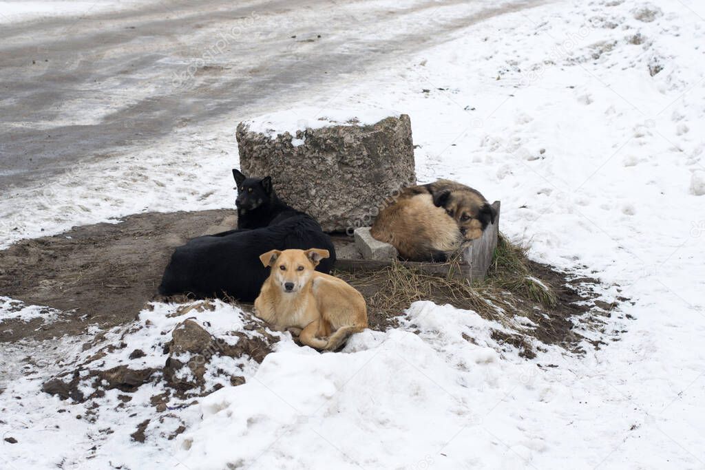 Group of stray dogs lying on the ground in winter