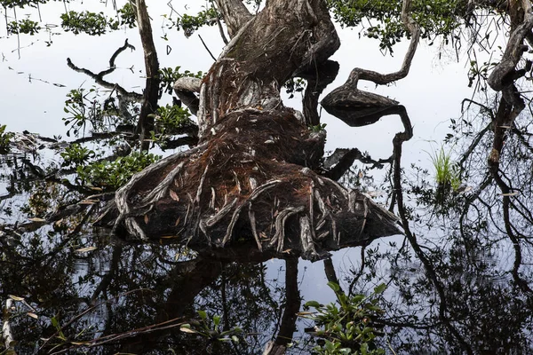 Picture Nature Roots Lake — Stock Photo, Image