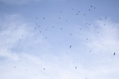 Mavi gökyüzünde uçan kuş sürüsü