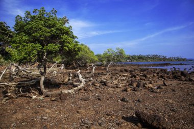 taşlar ve ağaçlar ile güzel sahil