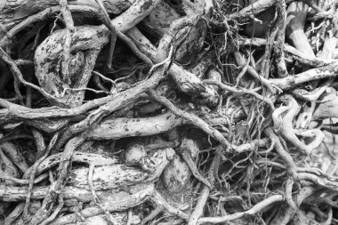 Ağaç köklerini kapat