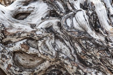 Ağaç köklerini kapat