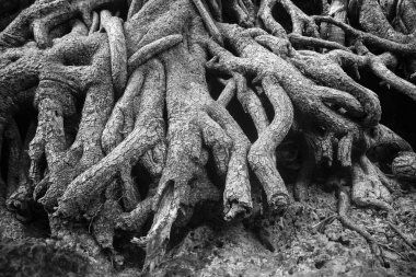 Ağaç köklerini kapat