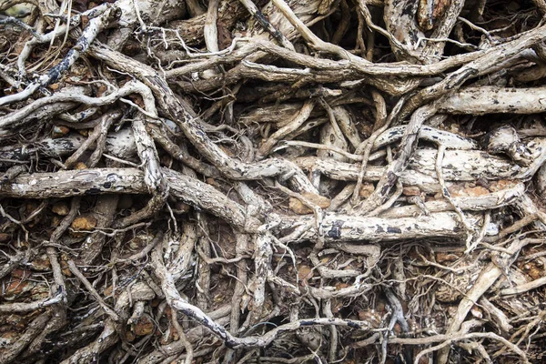Close Tree Roots — Stock Photo, Image