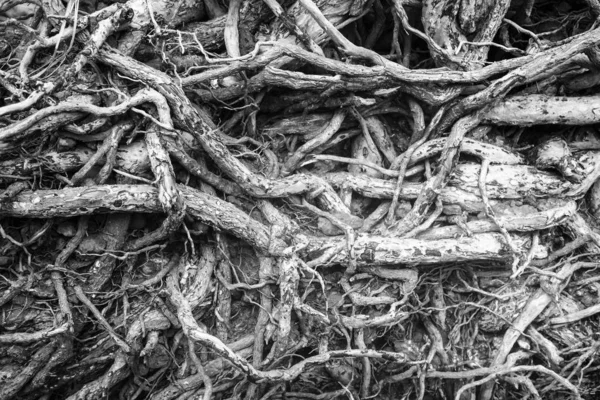 close up of tree roots