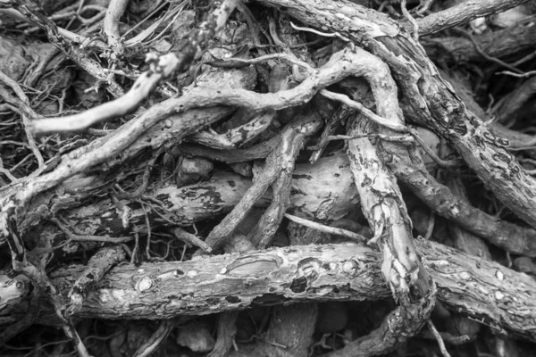 close up of tree roots