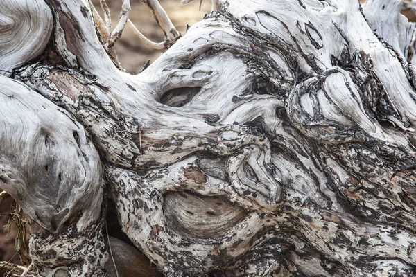 Ağaç köklerini kapat