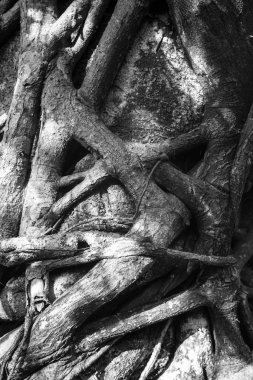 Ağaç köklerini kapat