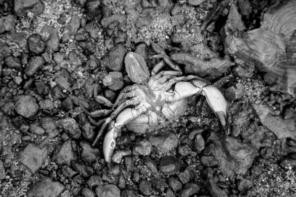 Close Dead Crab Stones Seashore — Stock Photo, Image