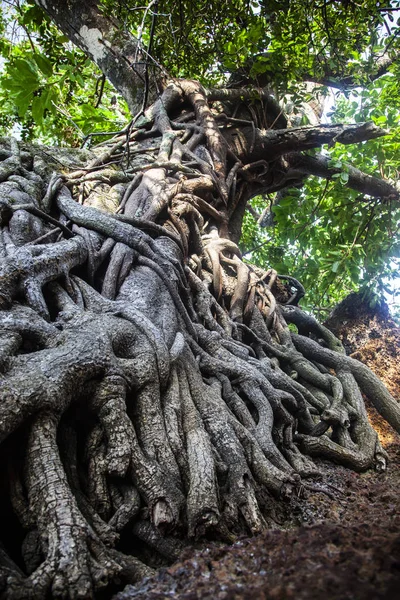 Primer Plano Las Raíces Los Árboles — Foto de Stock