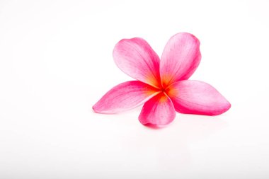 Tropikal parlak pembe Frangipani çiçek beyaz arka plan üzerinde