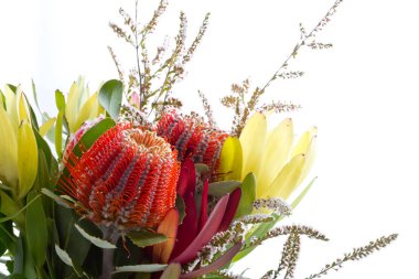 Banksia ve proteas, beyaz arka plan ile Avustralya yerli buket.