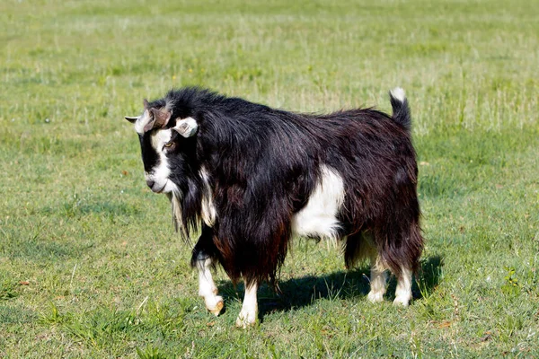 Black White Male Stud Buck Goat Long Coat Standing Grassy — Stock Photo, Image