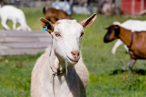 Head Shot White Female Goat Standing Paddock Farm Other Goats — Stock Photo, Image