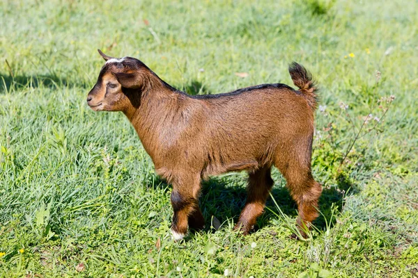 Jovem Cabrito Miniatura Marrom Campo Parte Pigmeu Andando Grama Dia — Fotografia de Stock