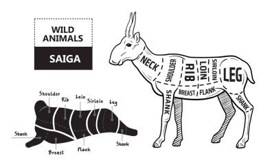 Antilop kümesi kesti. Poster kasap diyagramı - Saiga. Vintage tipografik çizilmiş.