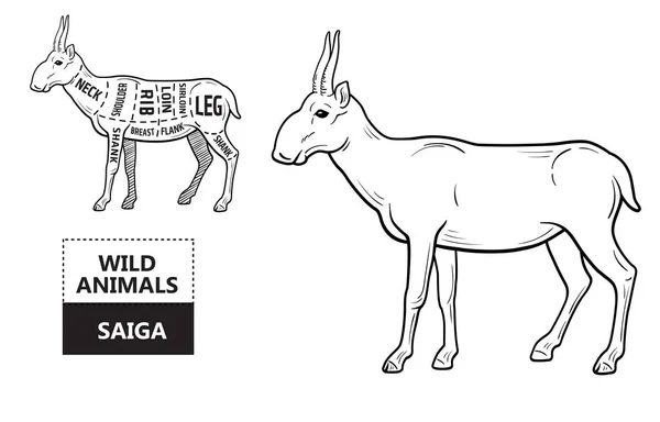 Taglio di antilope. Diagramma del macellaio - Saiga. Vintage tipografico disegnato a mano . — Vettoriale Stock