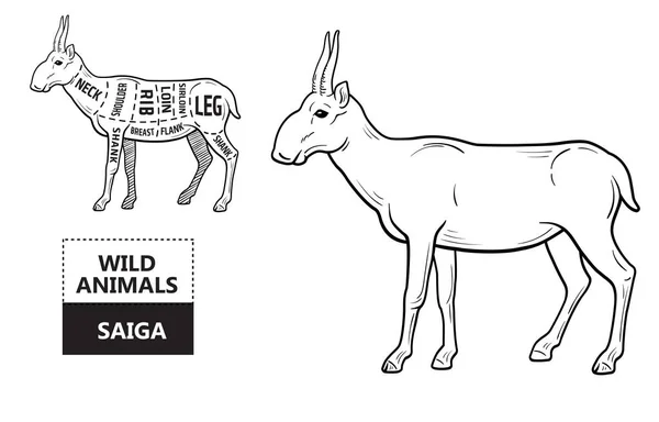 Knippen van antelope set. Poster slager diagram - Saiga. Vintage typografische handgetekende. — Stockvector