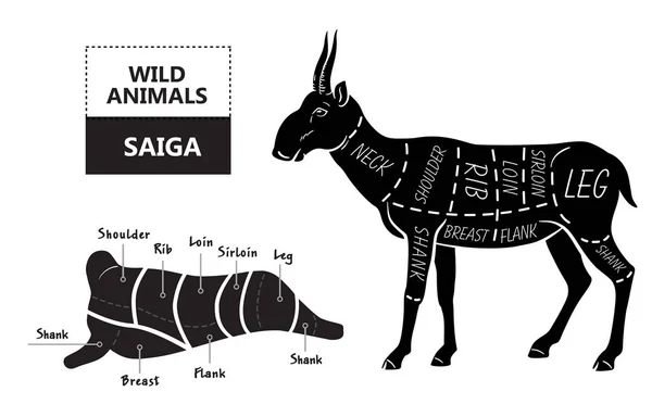 Corte de antílope. Carnicero de póster diagrama - Saiga. Tipografía vintage dibujada a mano . — Vector de stock