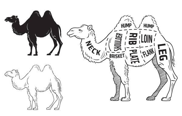 Coupe de chameau. Affiche Diagramme de boucher - navire-désert. Vintage typographique dessiné à la main . — Image vectorielle