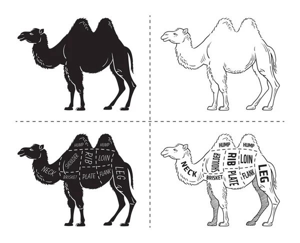 キャメル セットをカットします。ポスター肉屋図 - 砂漠の船。ヴィンテージ表記手描き. — ストックベクタ
