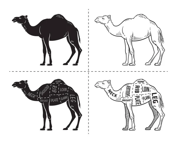 Κόψτε camel συνόλου. Αφίσα χασάπη διάγραμμα - έρημος-πλοίο. Παλιάς χρονολογίας τυπογραφικές χέρι. — Διανυσματικό Αρχείο