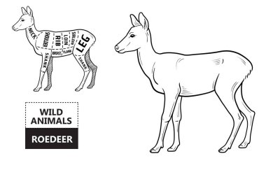 Roedeer kümesi kesti. Poster kasap diyagramı - karaca. Vintage tipografik çizilmiş.