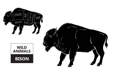 Bison kümesi kesti. Poster kasap diyagramı - Bison. Vintage tipografik çizilmiş.