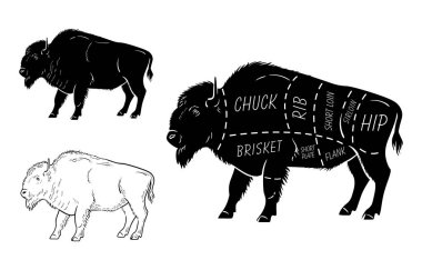Bison kümesi kesti. Poster kasap diyagramı - Bison. Vintage tipografik çizilmiş.